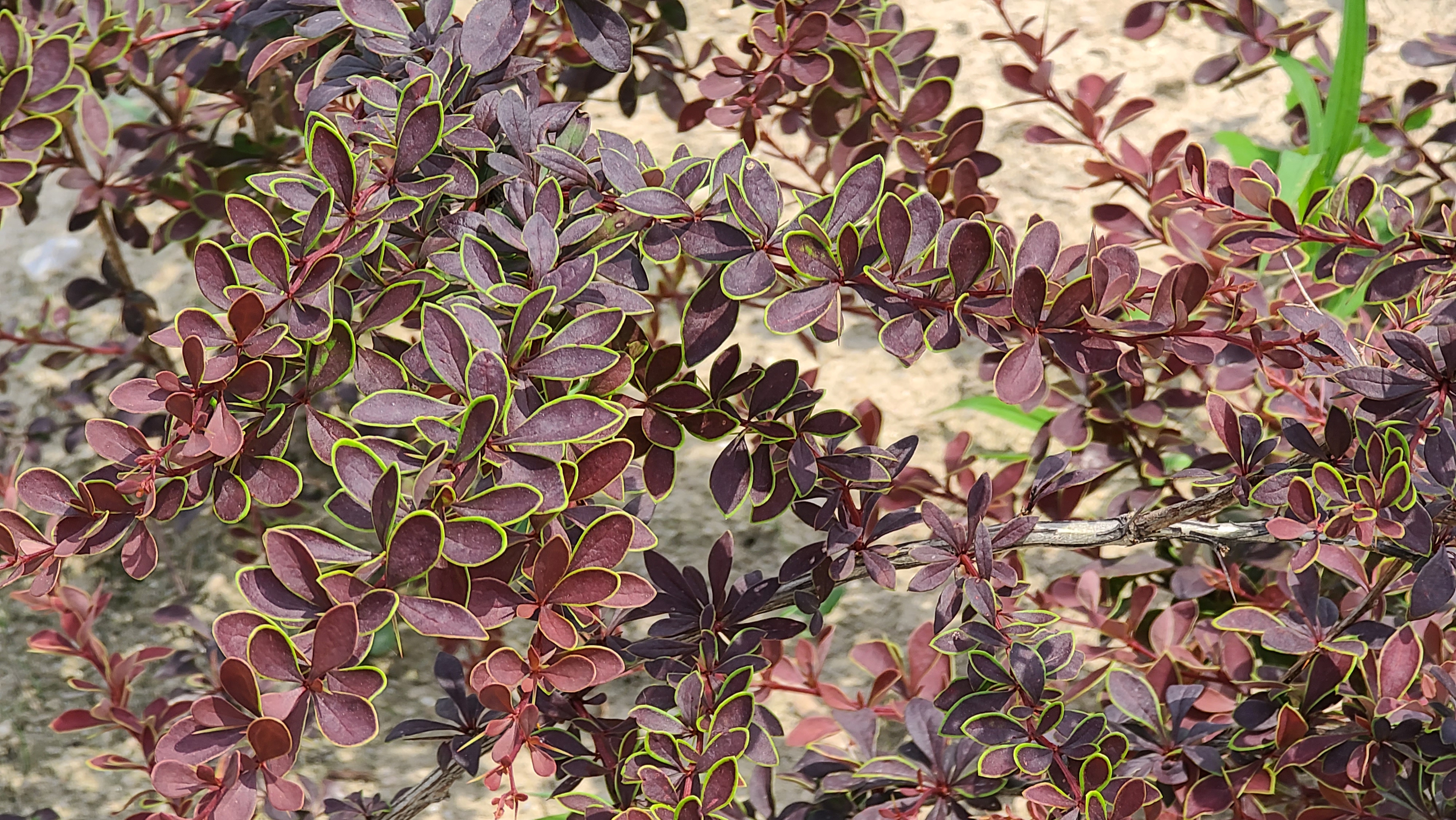 Berberis thunbergii 'Coronita'